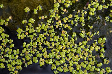 Duckweed Flowers Floating on the Water Surface Stock Image Image of