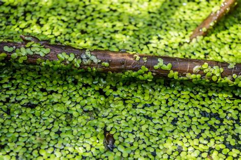 Duckweed Control How to Get Rid of Duckweed in a Pond Naturally