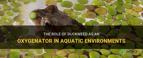 Duckweed Benefits Duckweed found to have a profound effect on blood