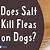 does epsom salt kill fleas