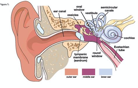 does fluid in ears causes vertigo