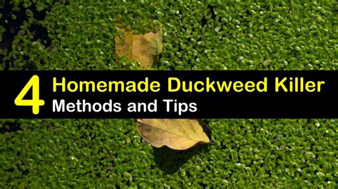 What Kills Duckweed? Yard and Garage