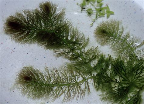 Light green hornwort (Ceratophyllum submersum) Kellogg Garden Organics™
