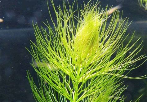 Hornwort live aquarium plants YouTube