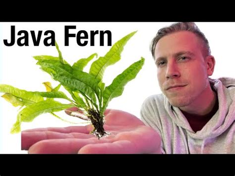 Java fern stunned growth The Planted Tank Forum