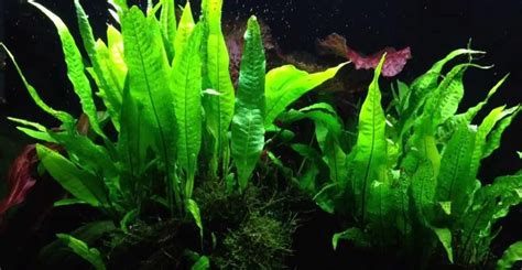 Why does my Java Fern look so rough and have brown spots? Some of the
