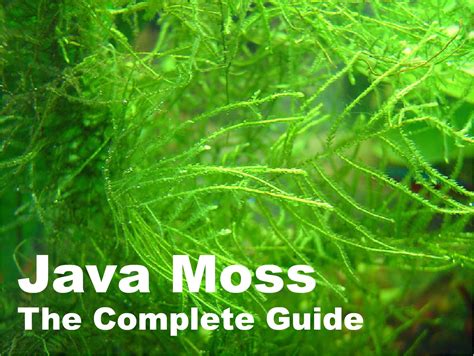 Java moss is growing in nicely PlantedTank