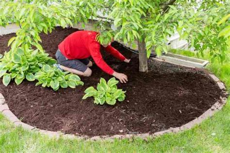 The Best Garden Mulch Get the Most Out of Your Landscape