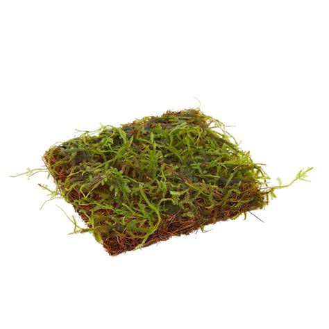 Cool little moss hide at Petsmart All Things Crabby