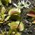 does the venus flytrap flower