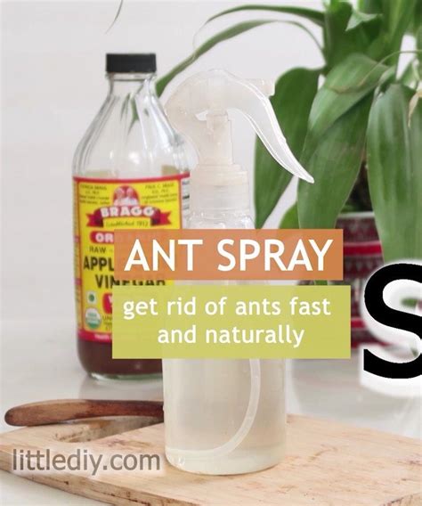 Using Vinegar to Get Rid of Ants ThriftyFun