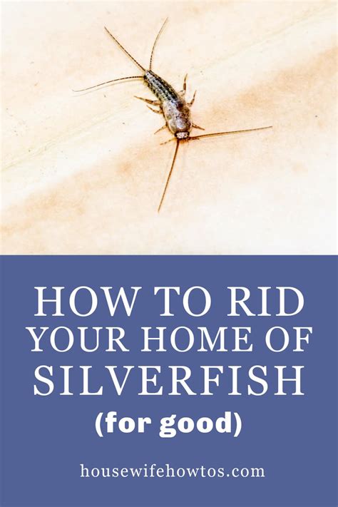 Although it won't happen overnight, silverfish control is possible