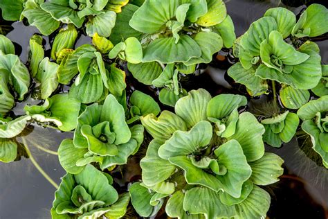 [FS] NYC 10 + shipping Red Root Floaters , Dwarf Water Lettuce