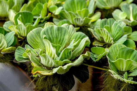 Does Lettuce Need Full Sun? A Guide to Growing Lettuce GFL Outdoors