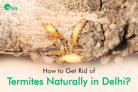Does 7 Dust Kill Termites