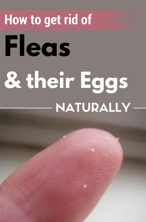 Does A Bath Get Rid Of Flea Eggs