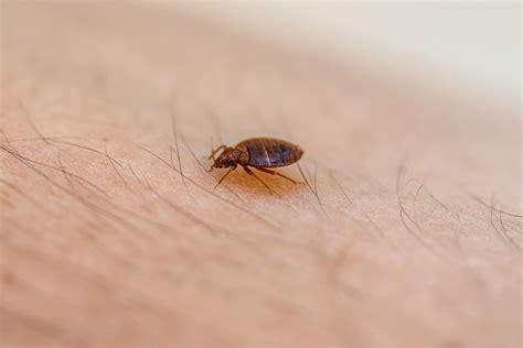 Does A Bed Bug Fly