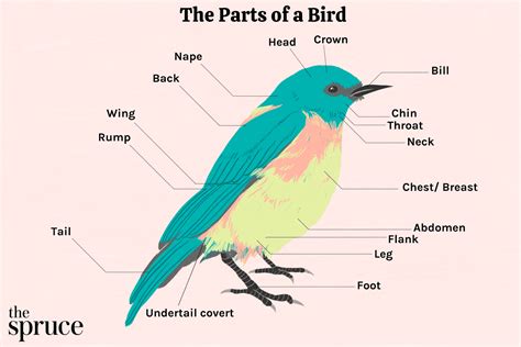 does a bird have a backbone