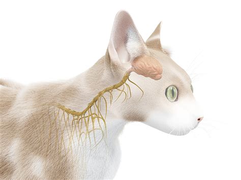 Does A Cat Have A Brain