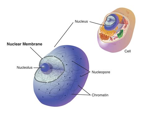 Does A Cell Membrane Have A Nucleus