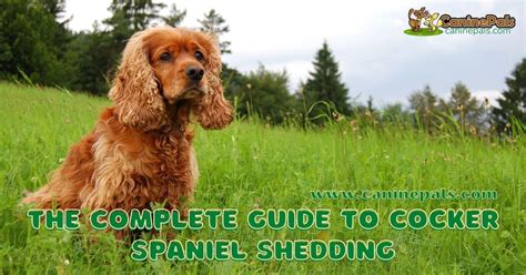 does a cocker spaniel shed