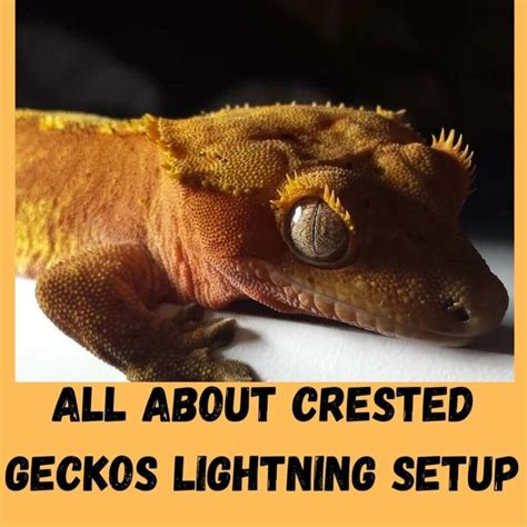 Does A Crested Gecko Need Light