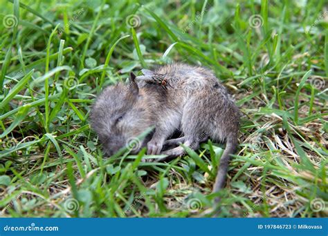 Does A Dead Mouse Attract Flies