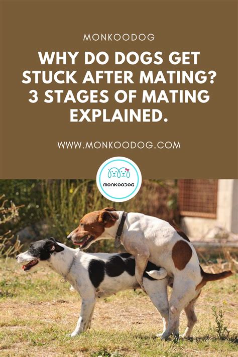 Does A Dog Change After Mating