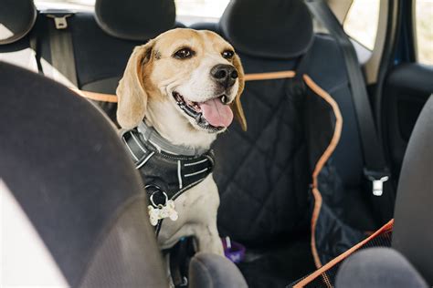 Does A Dog Need A Harness In A Car