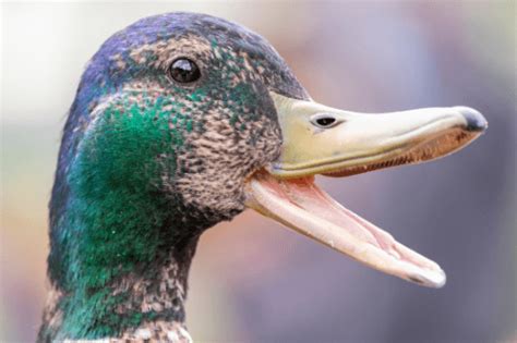 does a duck have a beak