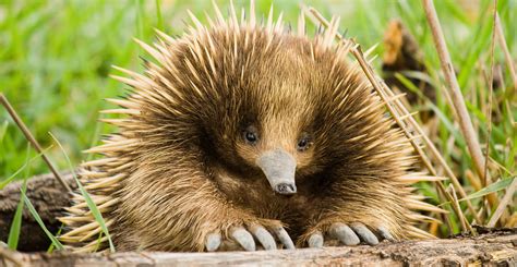 does a echidna have a backbone