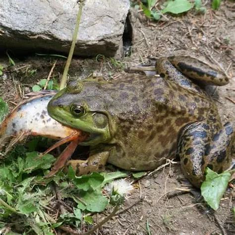 Does A Frog Eat Fish
