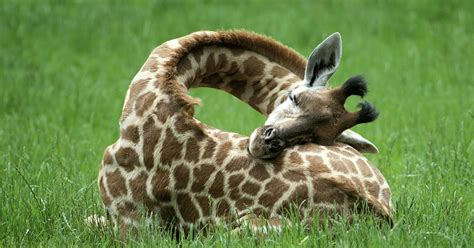does a giraffe sleep