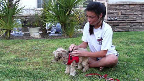 Does A Harness Replace A Collar