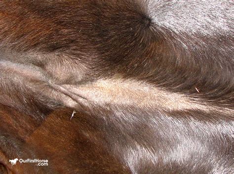 Does A Horse Have A Belly Button