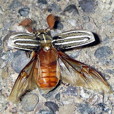 does a june bug have 2 sets of wings