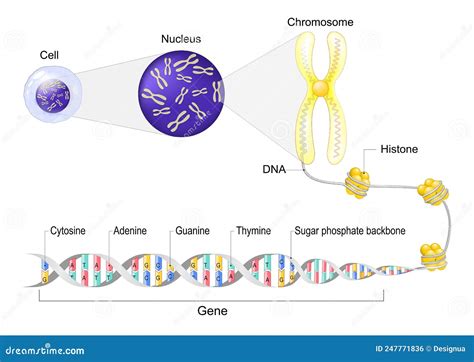 Does A Nucleus Contain Dna