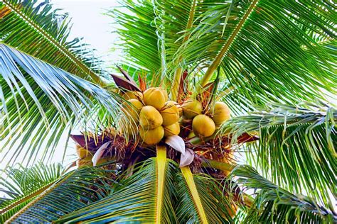 Does A Palm Tree Grow Coconuts