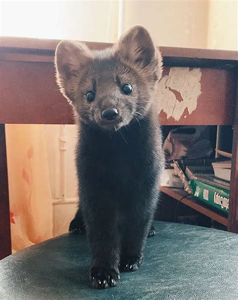 Does A Sable Make A Good Pet