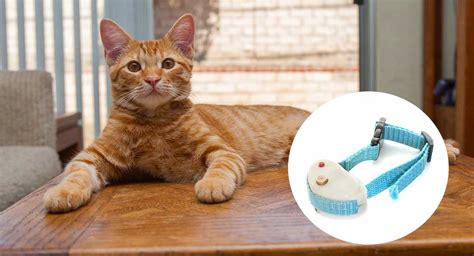 Does A Shock Collar Work On A Cat