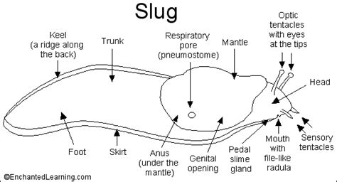 does a slug have a backbone