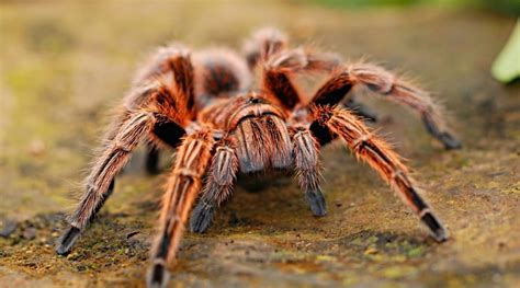 does a spider have a backbone