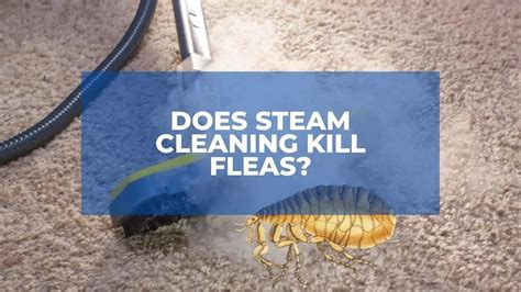 Does A Steamer Kill Fleas