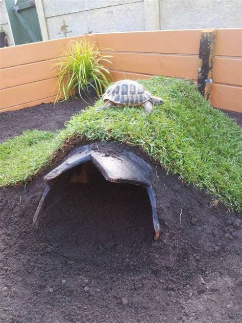Does A Tortoise Need A Hide