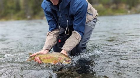 does a trout have jaws