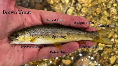 does a trout have limps