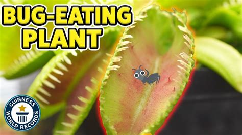 Does A Venus Flytrap Eat The Whole Bug