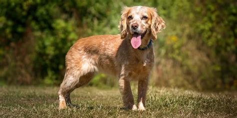 Does A Working Cocker Spaniel Have A Double Coat