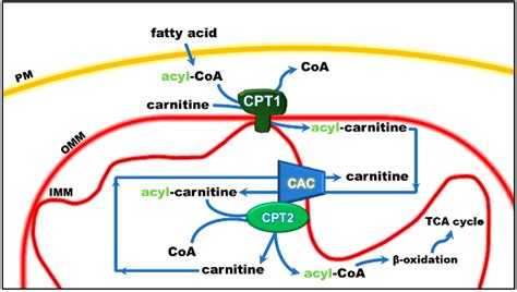 Does Acetyl-L-Carnitine Lower Thyroid