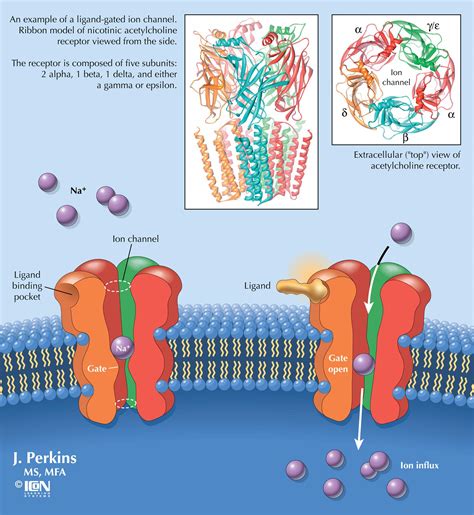 does acetylcholine bind to nicotinic receptor